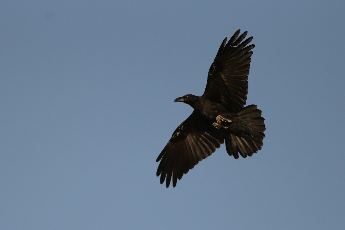 Fan-tailed Raven - ML311071411