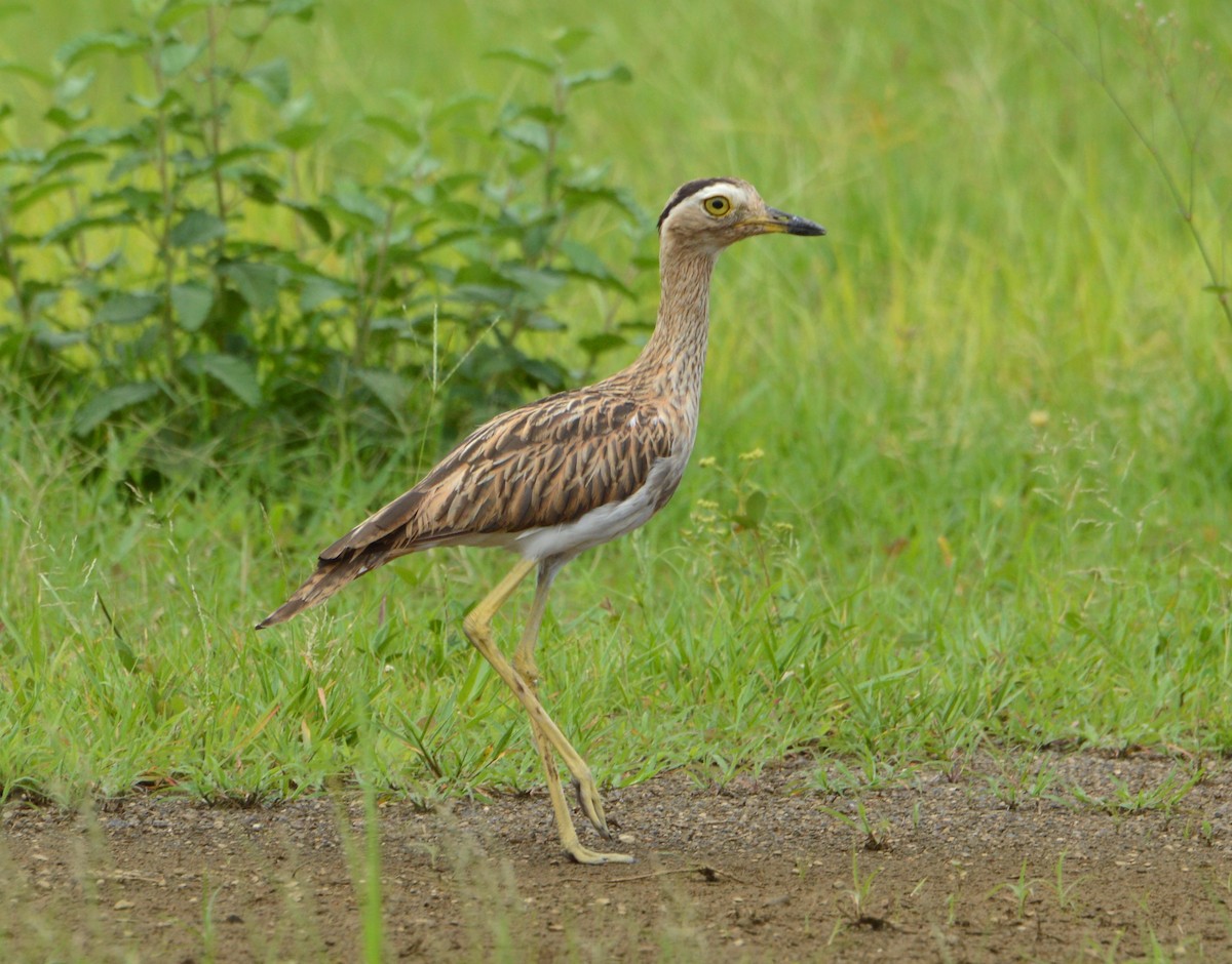 Double-striped Thick-knee - ML31107361