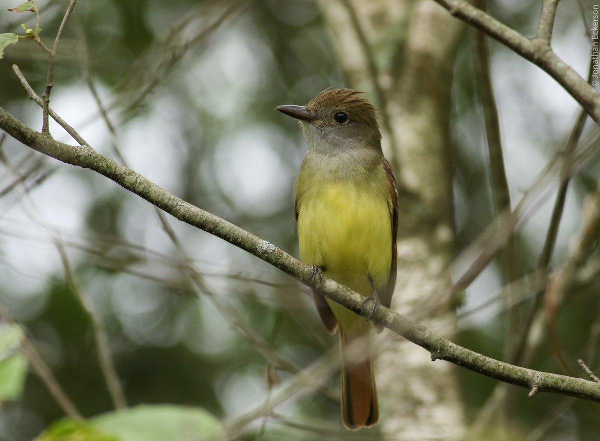Great Crested Flycatcher - ML31107631