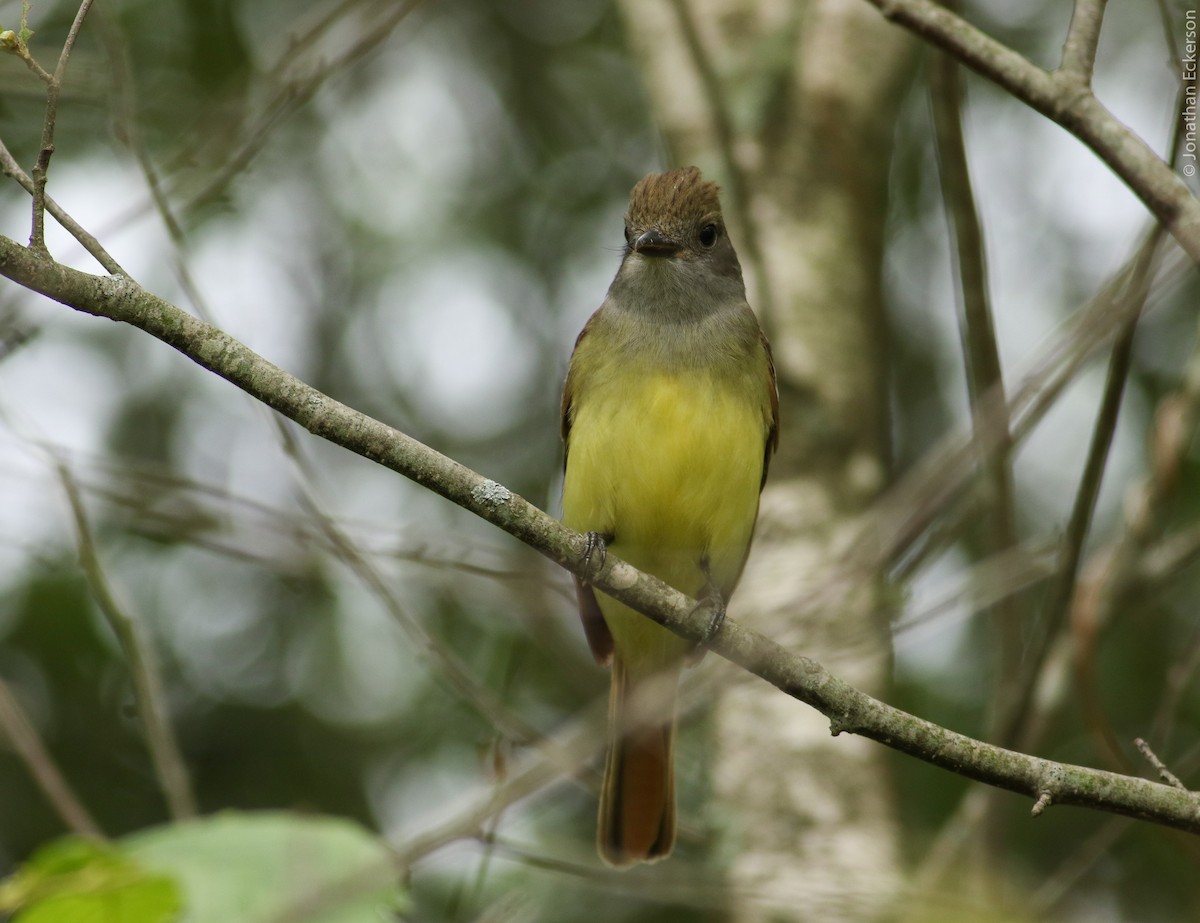 Great Crested Flycatcher - ML31107651