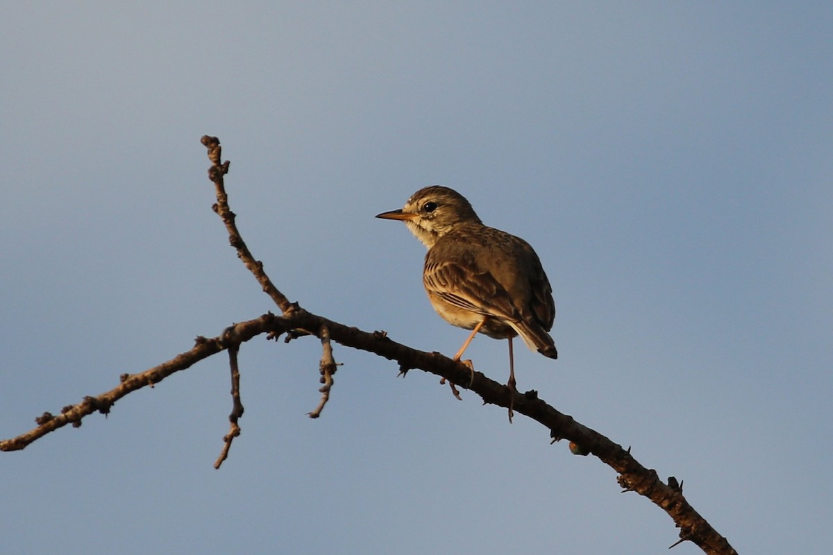 African Pipit - ML311076791