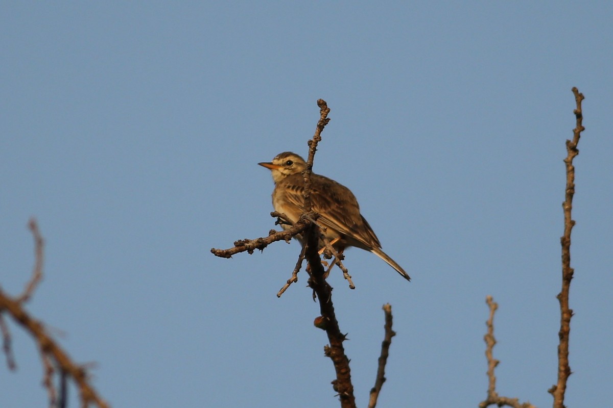 African Pipit - ML311076801