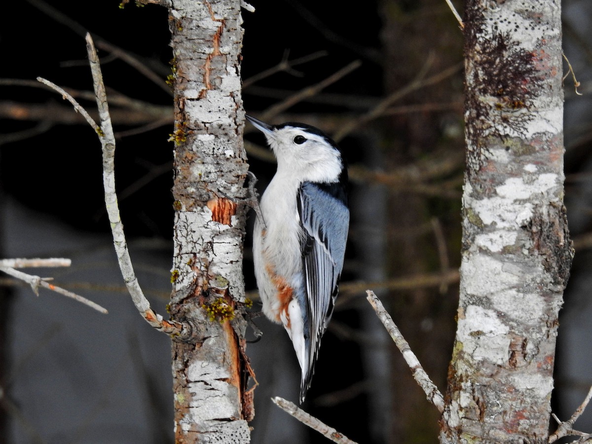 White-breasted Nuthatch - ML311079621