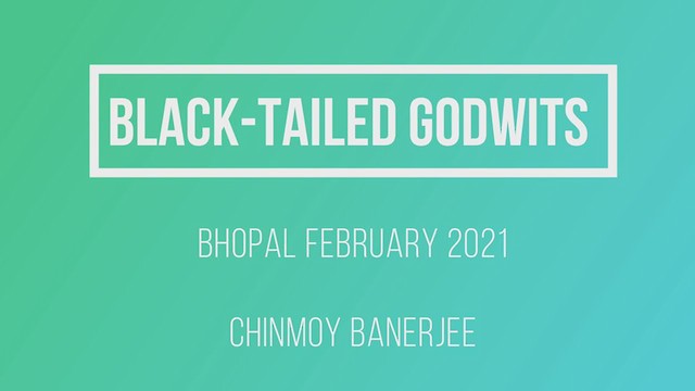 Black-tailed Godwit - ML311079851