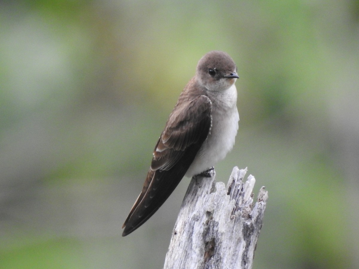 Northern Rough-winged Swallow - Louis Peña