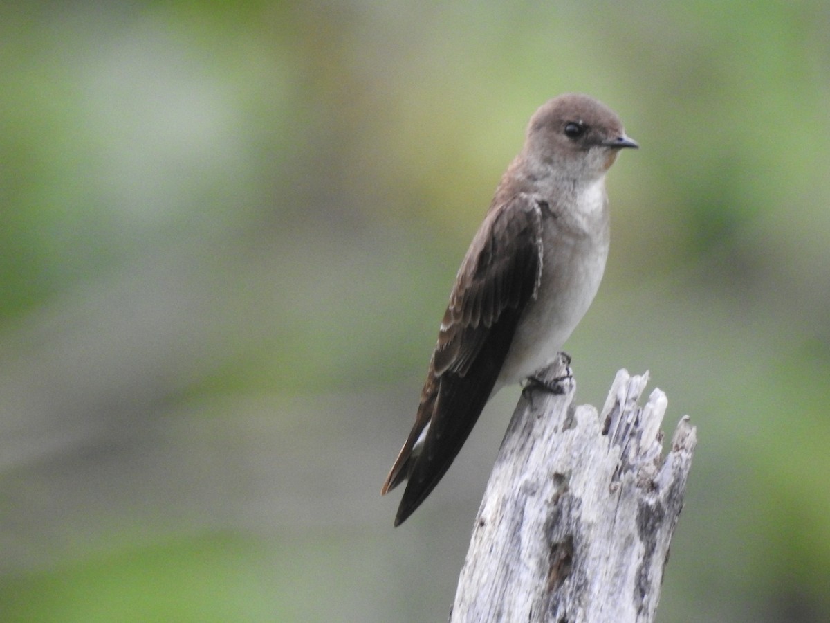 Northern Rough-winged Swallow - ML311081331