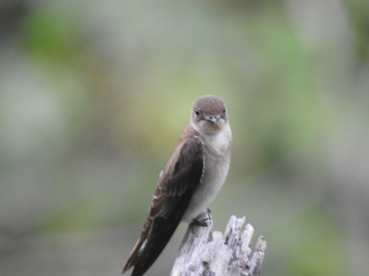 Northern Rough-winged Swallow - ML311081391