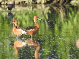 Fulvous Whistling-Duck, ML311083571