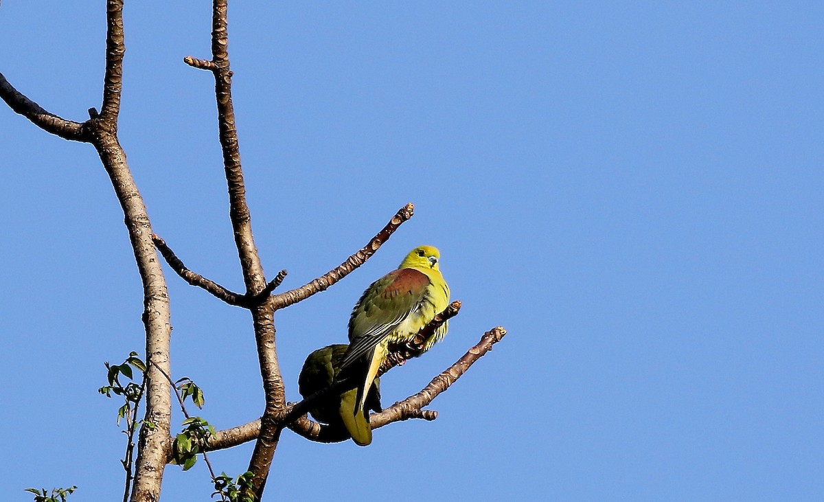 Wedge-tailed Green-Pigeon - ML311085981