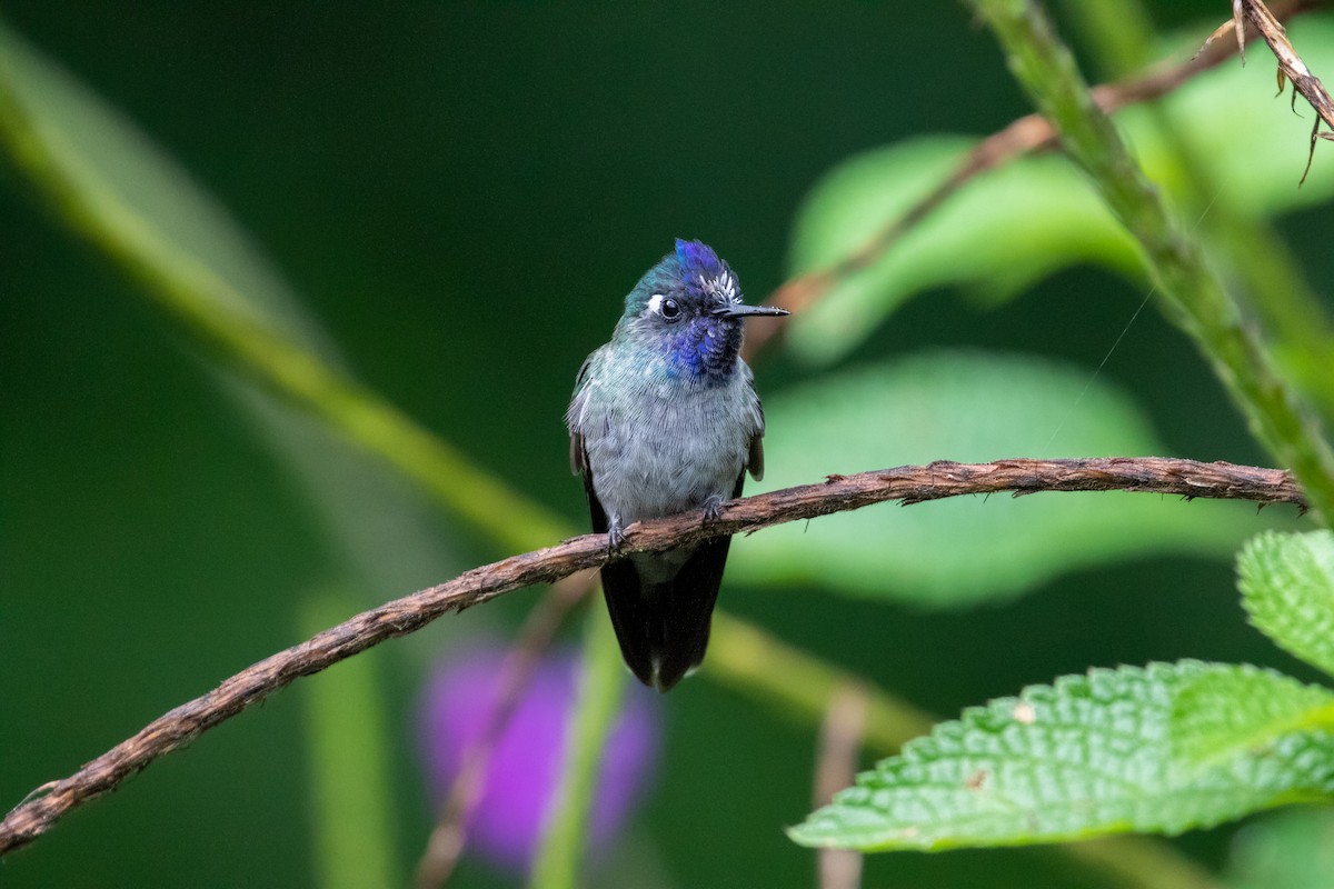 Violet-headed Hummingbird - Thibaud Aronson
