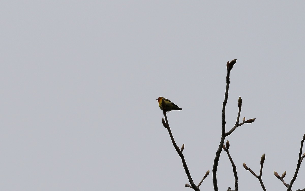 Fire-capped Tit - ML311087611