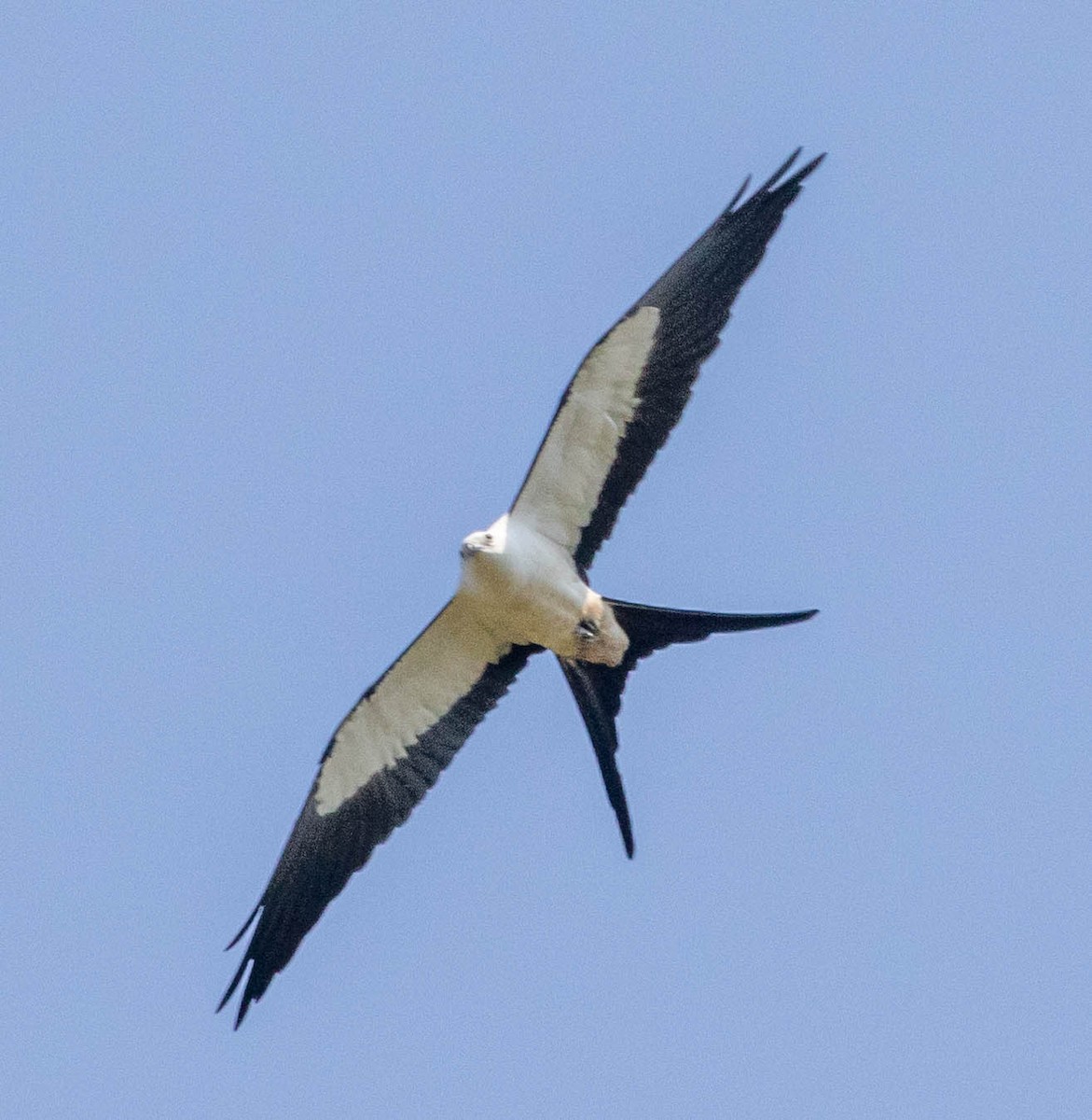 Swallow-tailed Kite - ML311088751