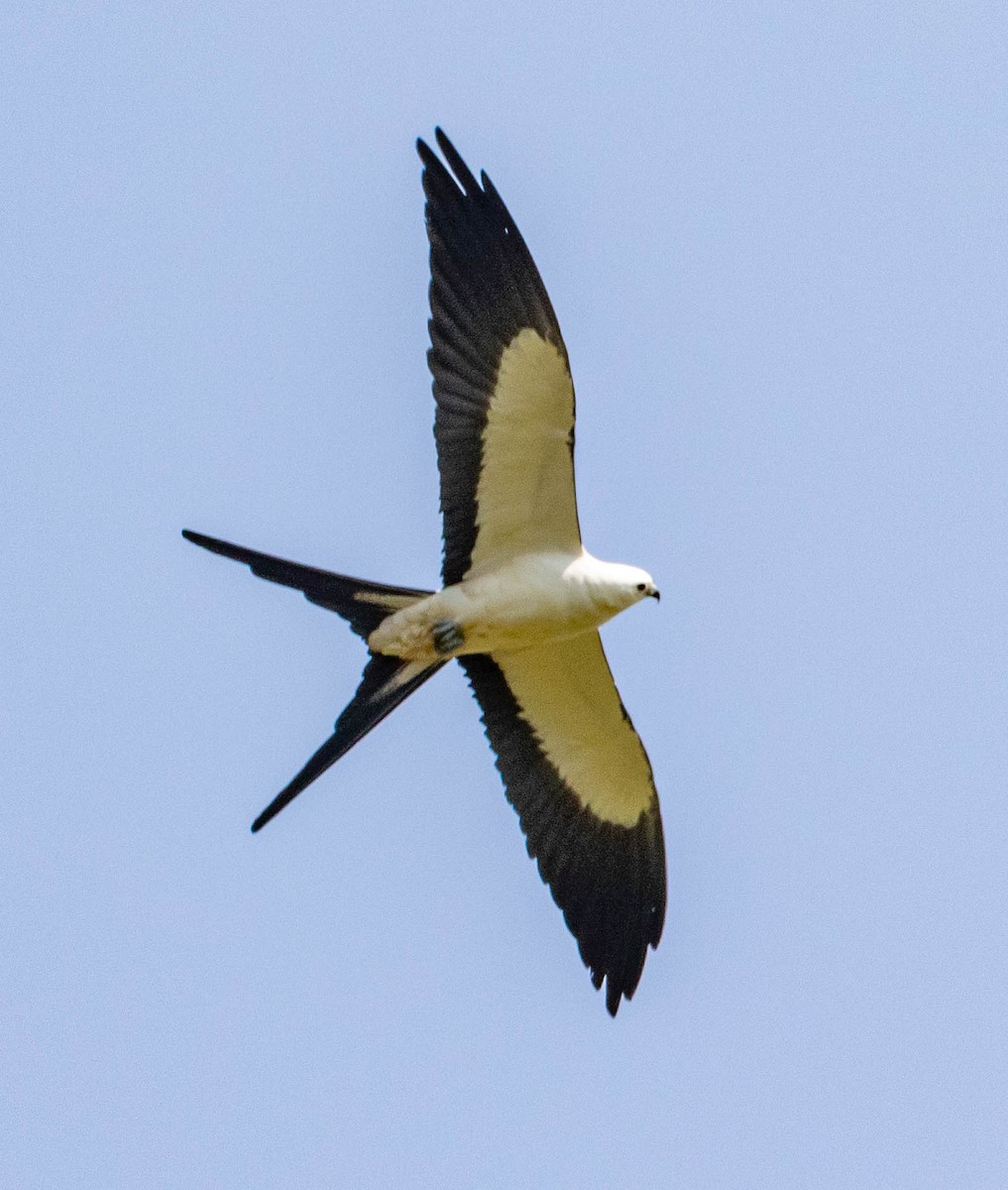 Swallow-tailed Kite - ML311088841
