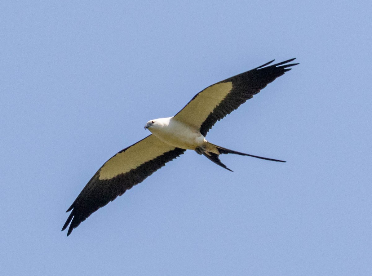 Swallow-tailed Kite - ML311088871