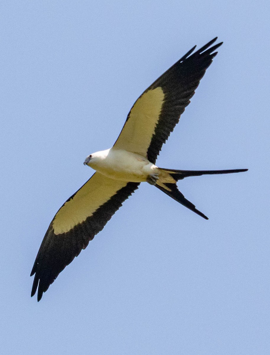 Swallow-tailed Kite - ML311088901