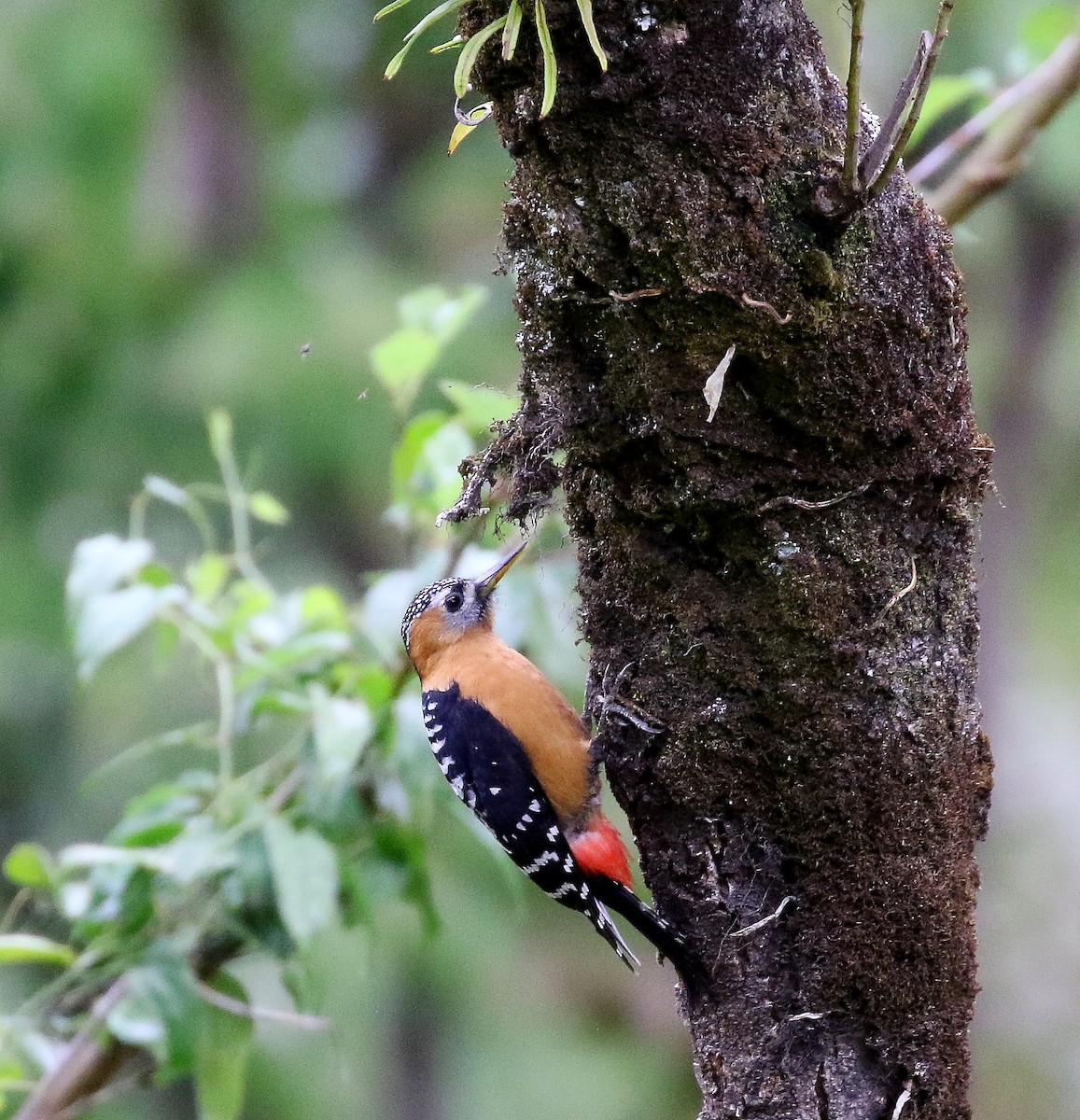 Rufous-bellied Woodpecker - Mangesh Prabhulkar