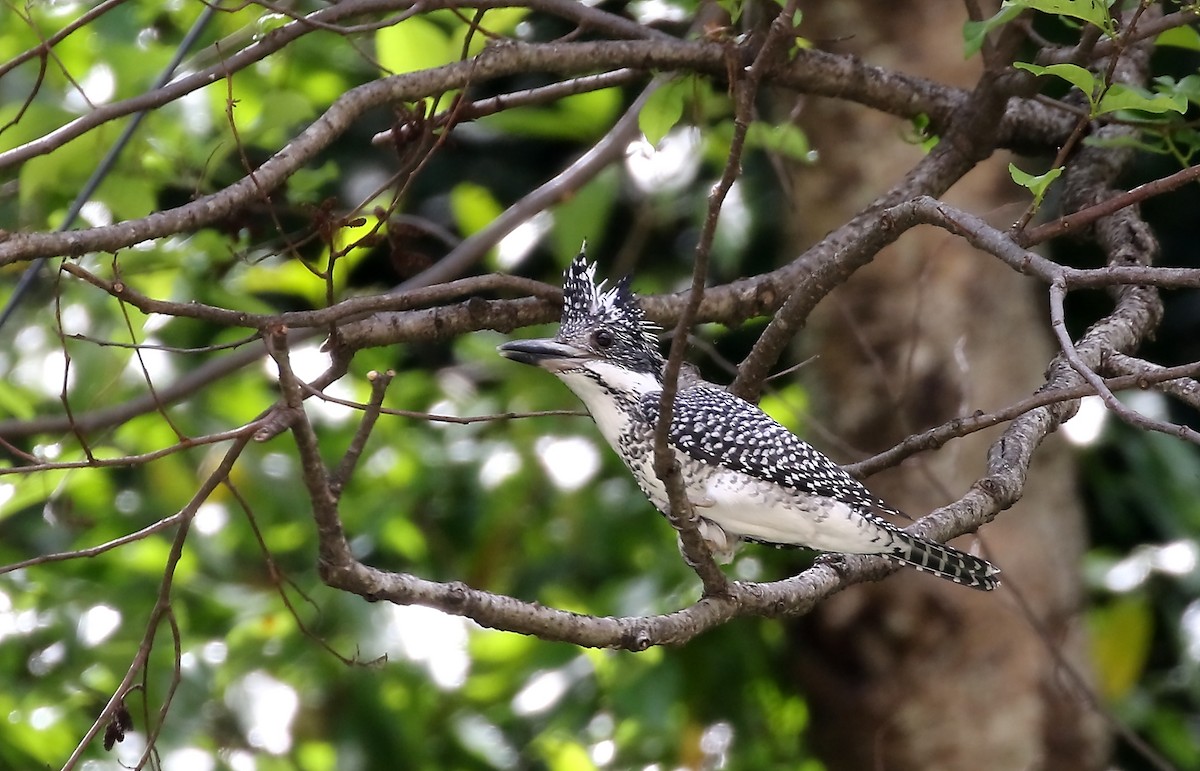 Crested Kingfisher - ML311091351
