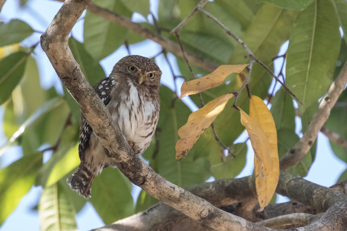 Ferruginous Pygmy-Owl (Ferruginous) - Peter Hellman