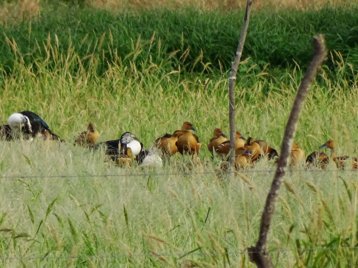 Fulvous Whistling-Duck - ML311104061