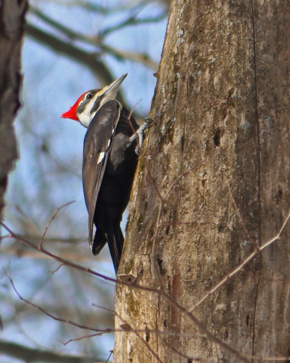 Pileated Woodpecker - Dan Kempf