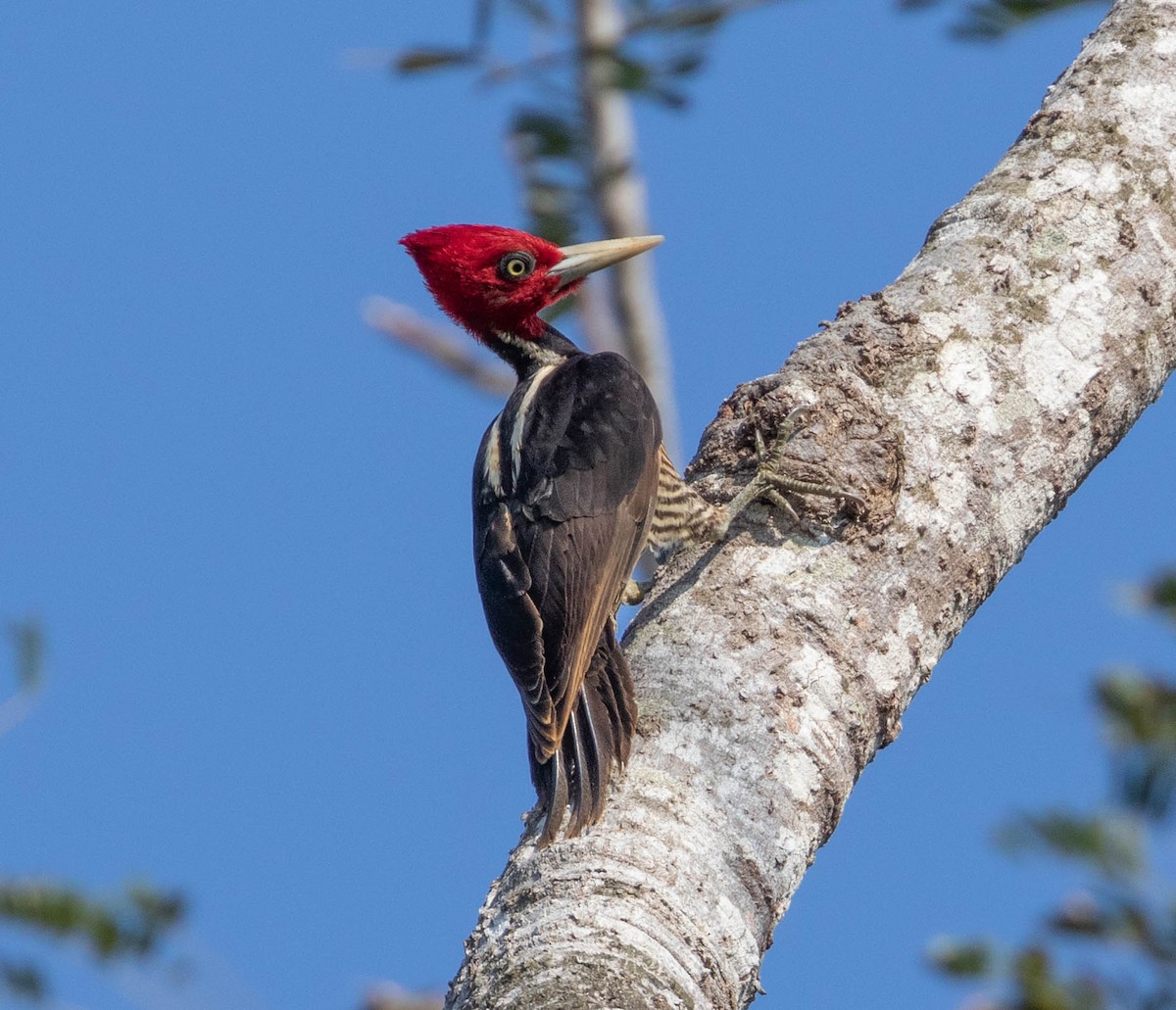 Pale-billed Woodpecker - Robert Bochenek
