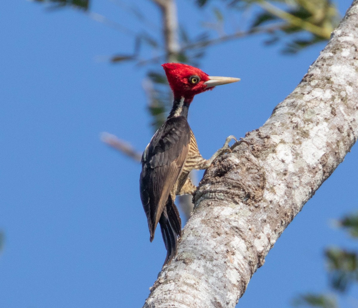Pale-billed Woodpecker - Robert Bochenek
