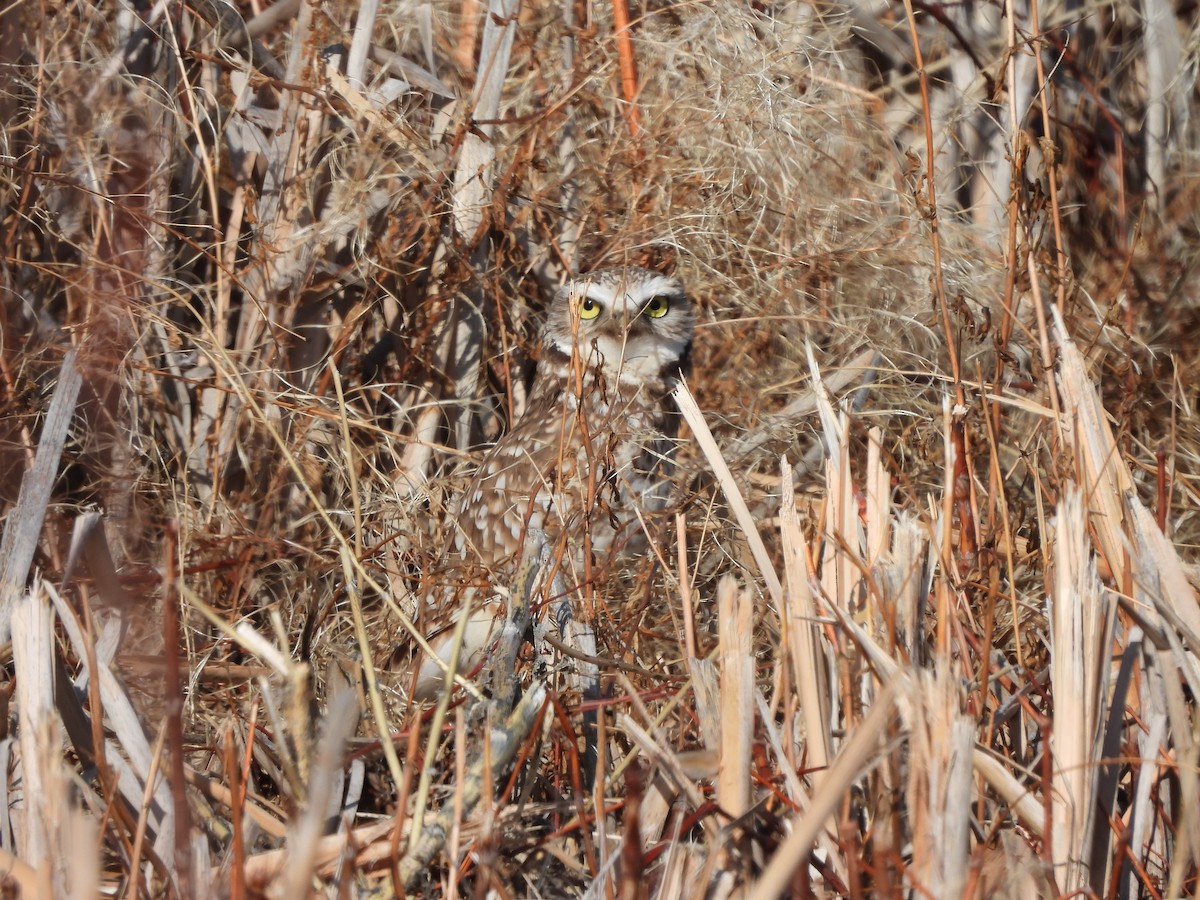 Burrowing Owl - ML311112051