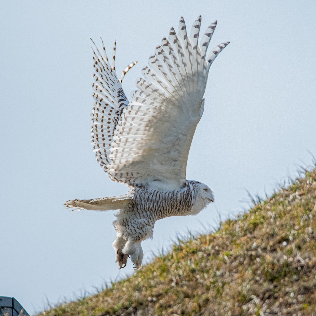 Snowy Owl - ML311113051