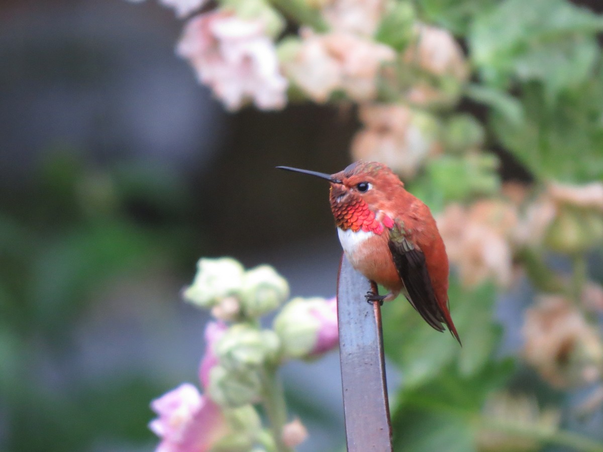 Rufous Hummingbird - Susan Daugherty