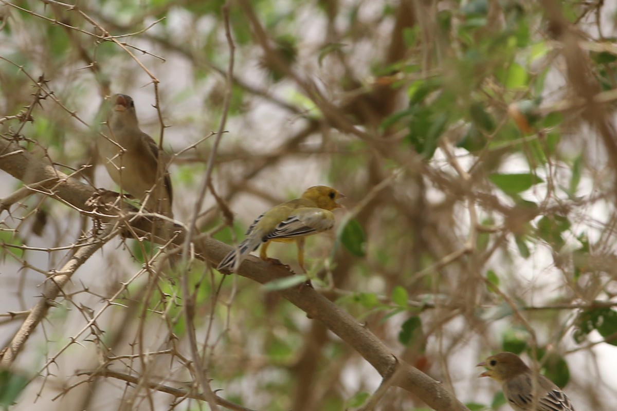 Arabian Golden Sparrow - Khalifa Al Dhaheri