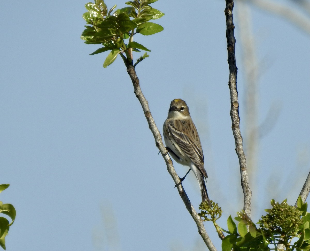Yellow-rumped Warbler - Barb Stone