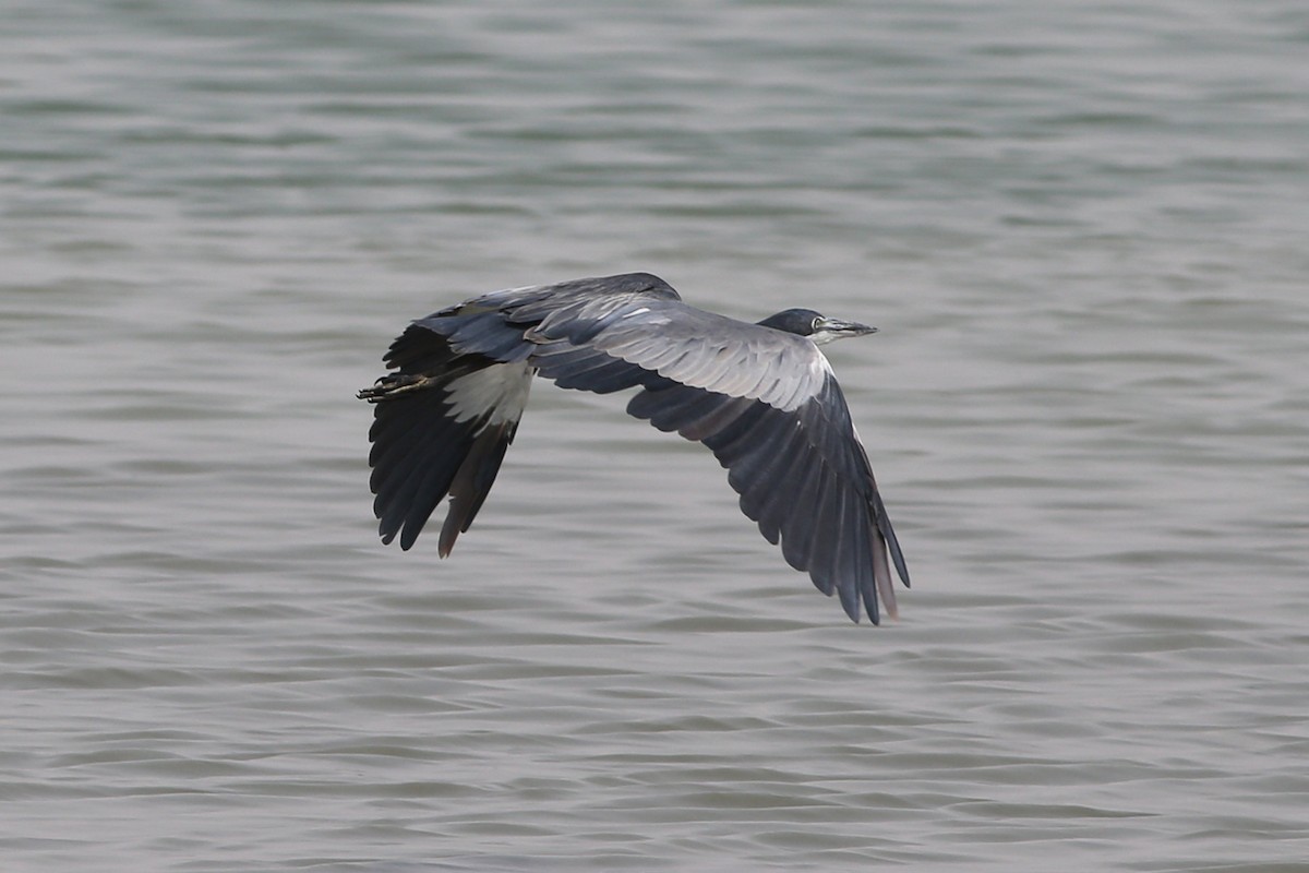 Black-headed Heron - Khalifa Al Dhaheri