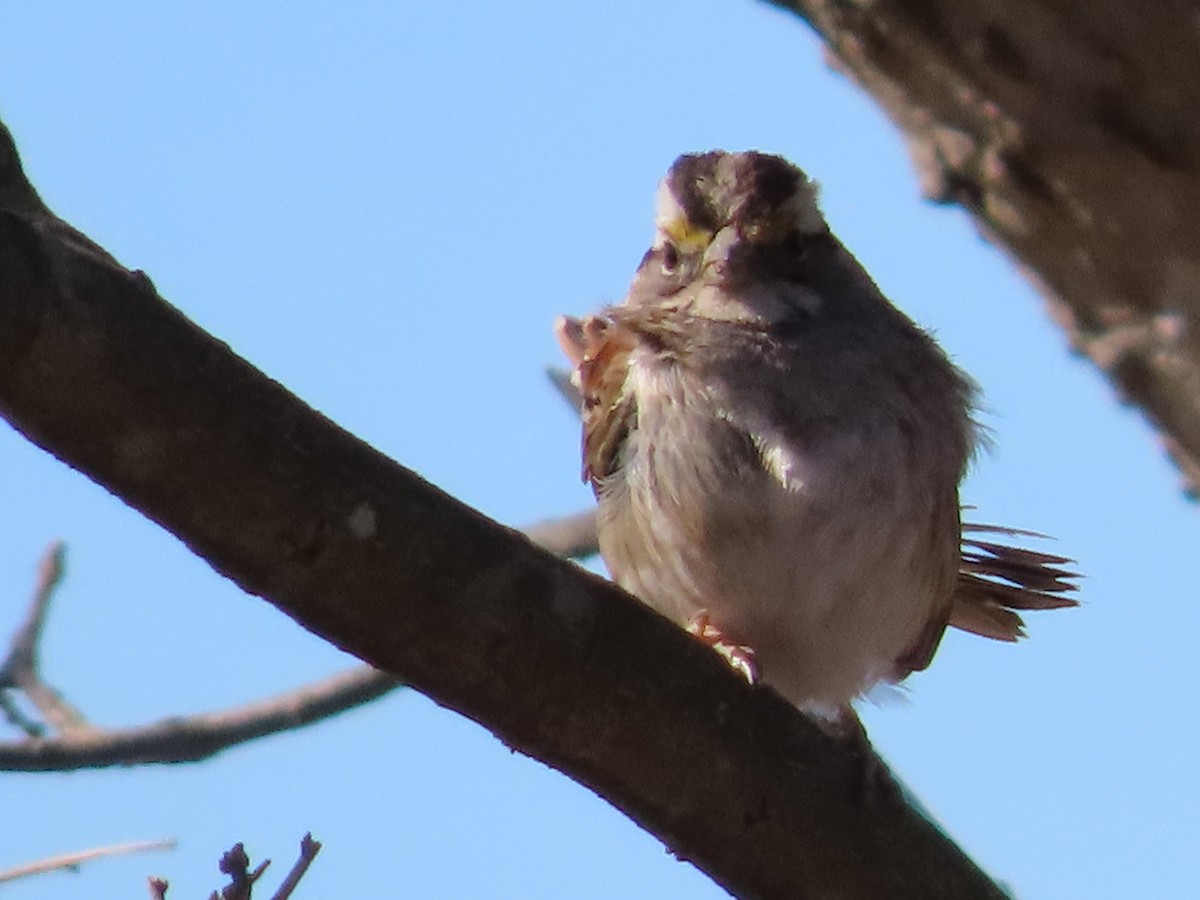 White-throated Sparrow - Doug Grimsley