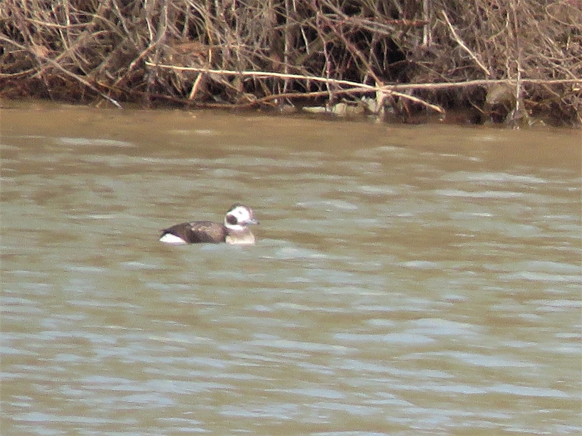 Long-tailed Duck - ML311124651