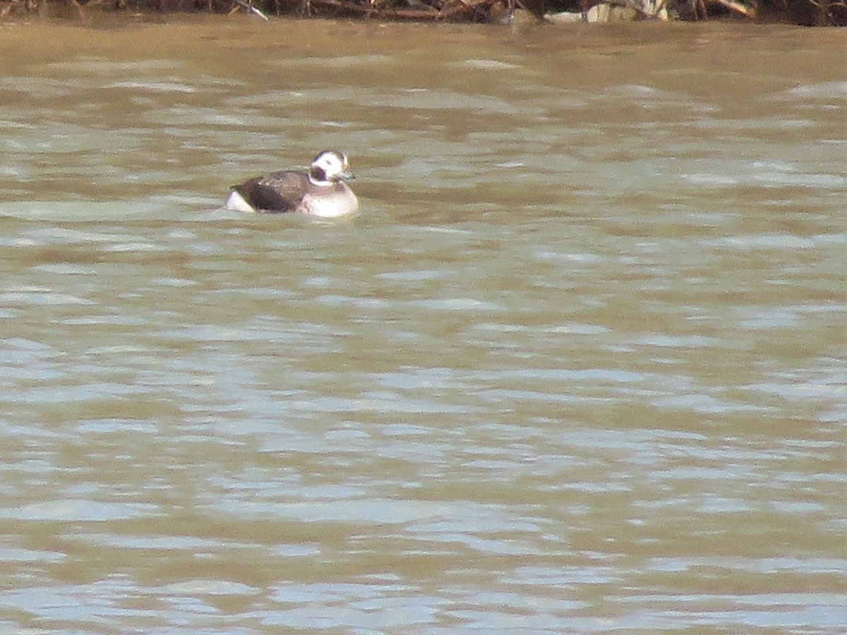 Long-tailed Duck - ML311124971