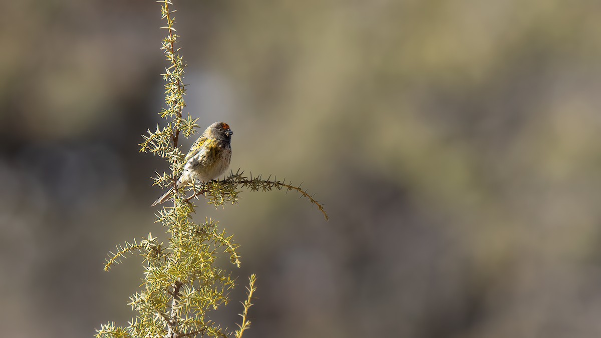 Fire-fronted Serin - ML311126411