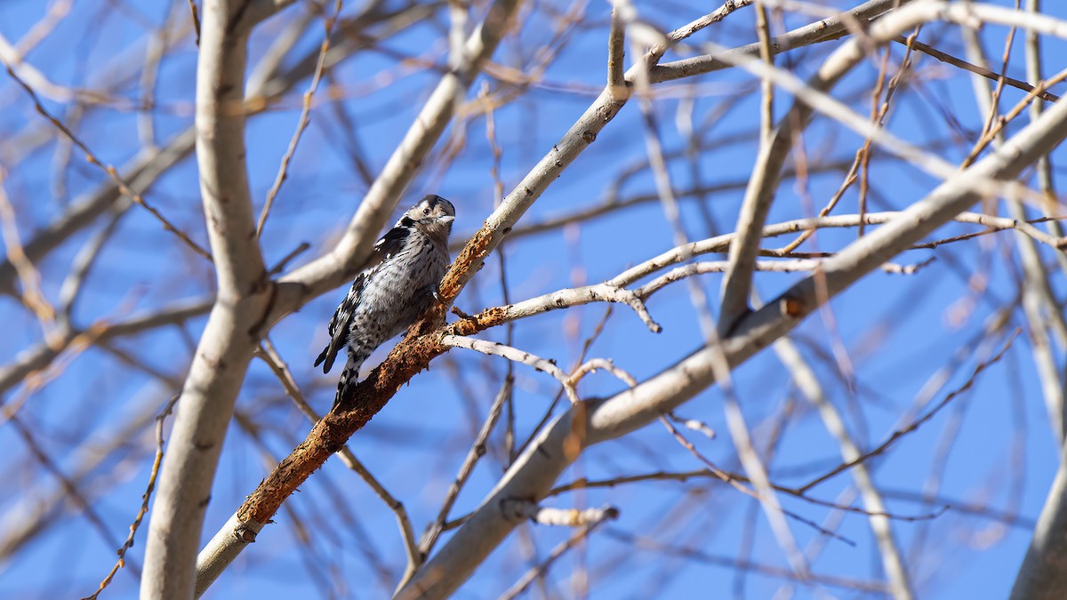 Lesser Spotted Woodpecker - Ferit Başbuğ