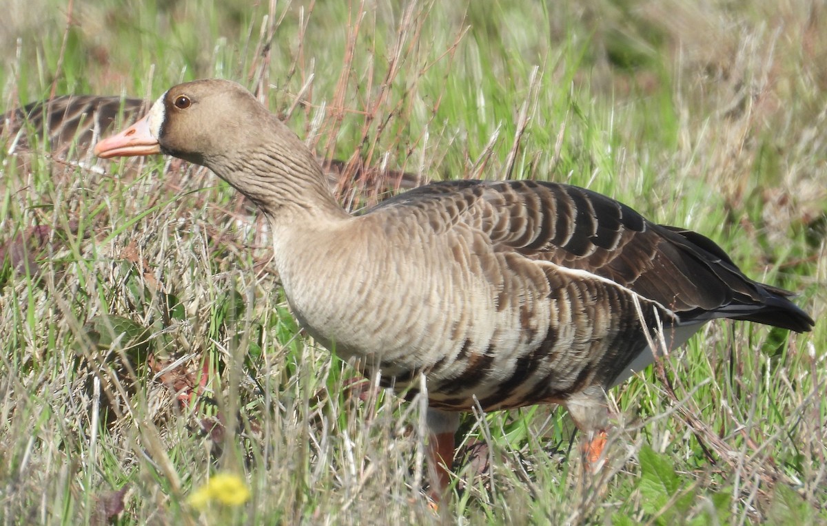 Greater White-fronted Goose - Greg Cross
