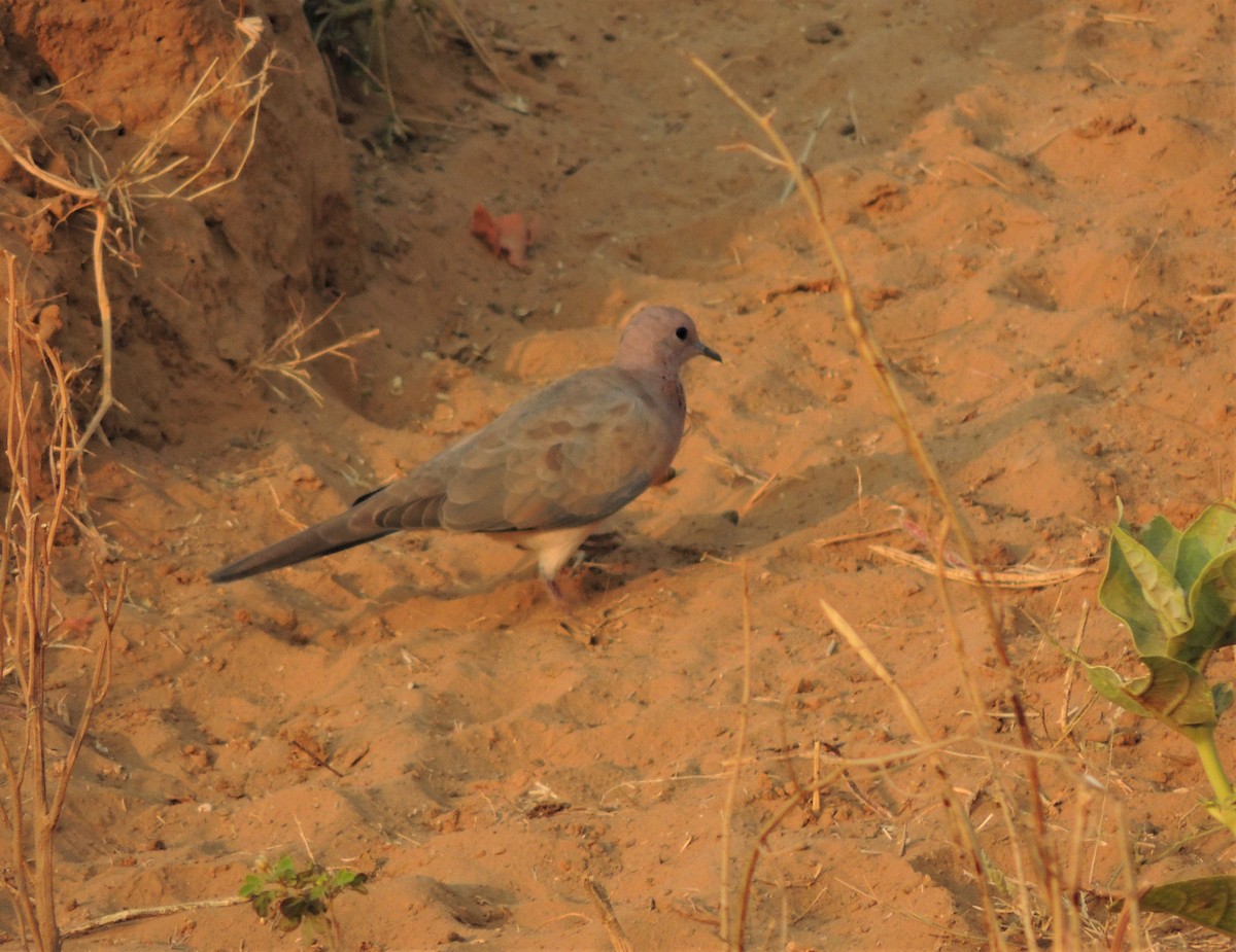 Laughing Dove - ML311130741