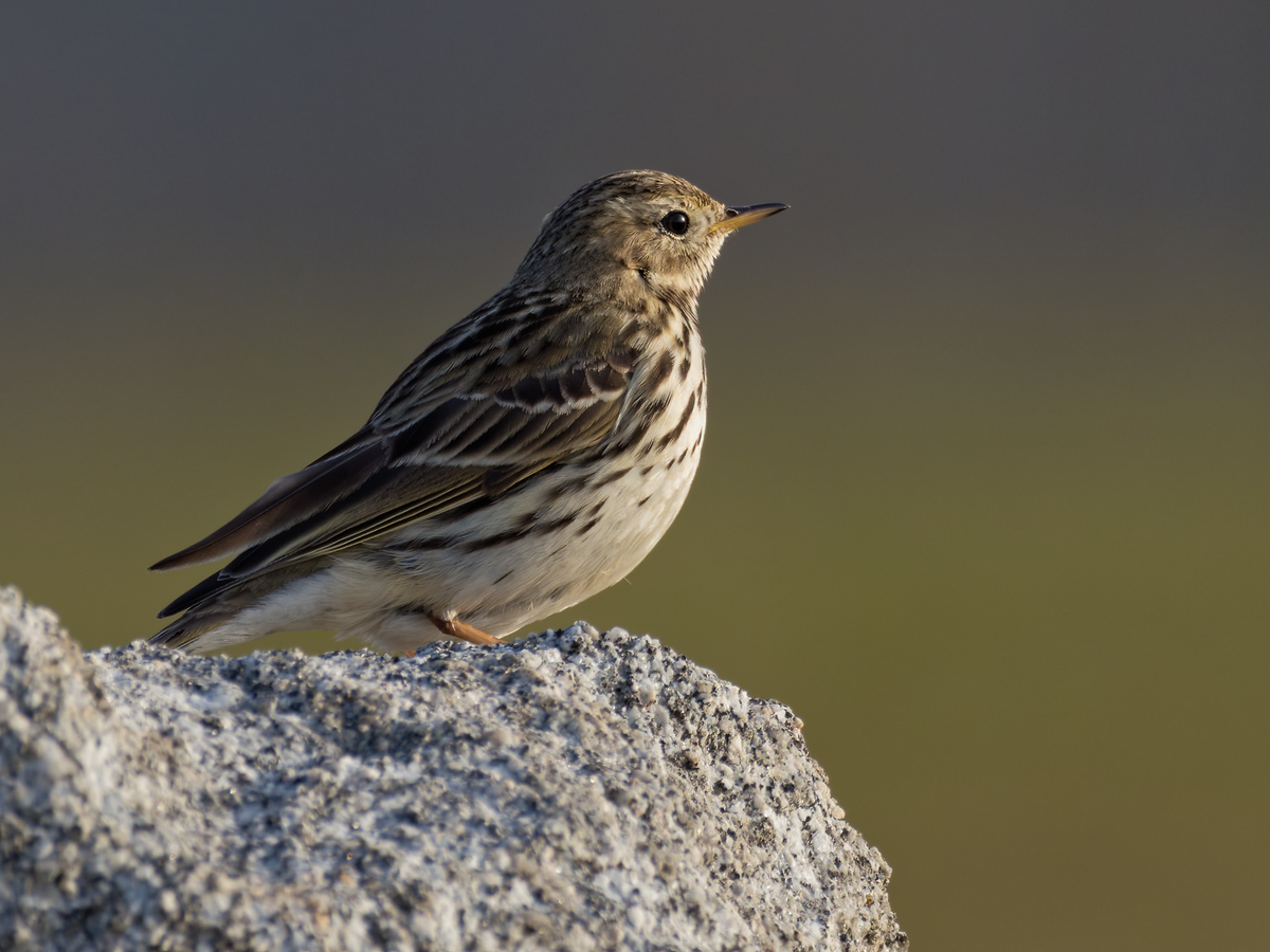 Meadow Pipit - ML311135131