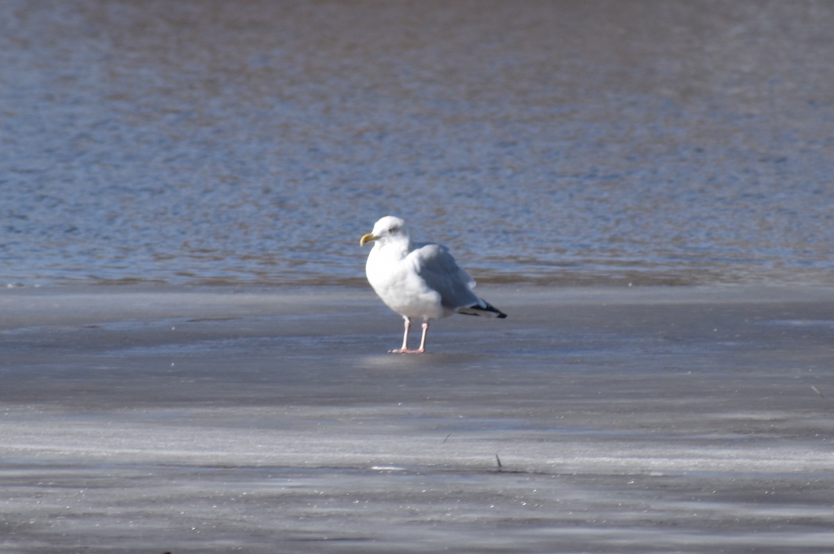 eBird Checklist 23 Feb 2021 Chatfield SPDownstream from Kingfisher Bridge (W) 17 species