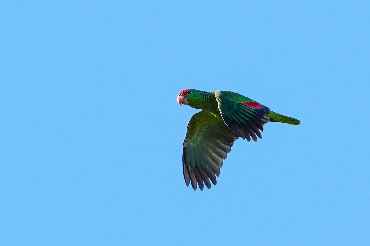 Red-crowned Parrot - Yibo Guo