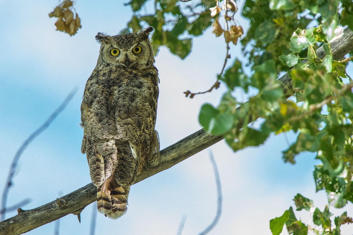 Great Horned Owl - ML31115331