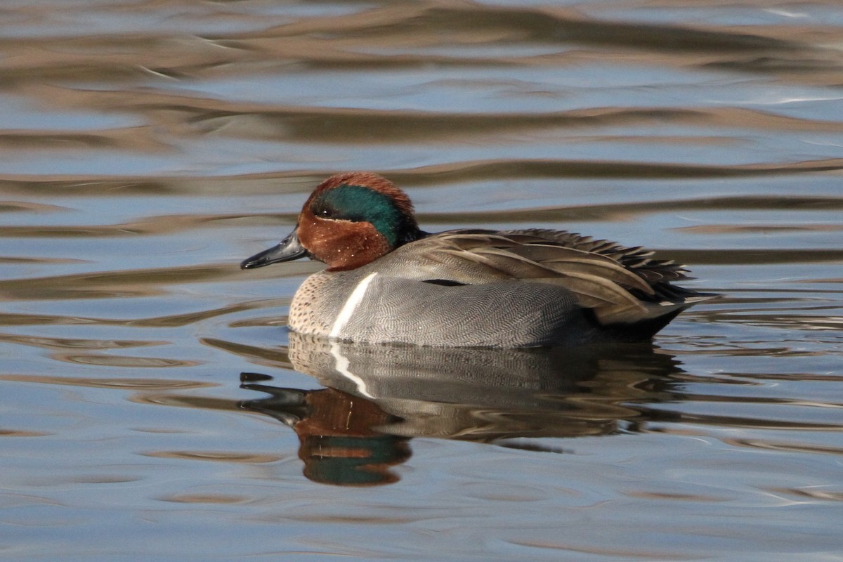 Green-winged Teal - ML311156121