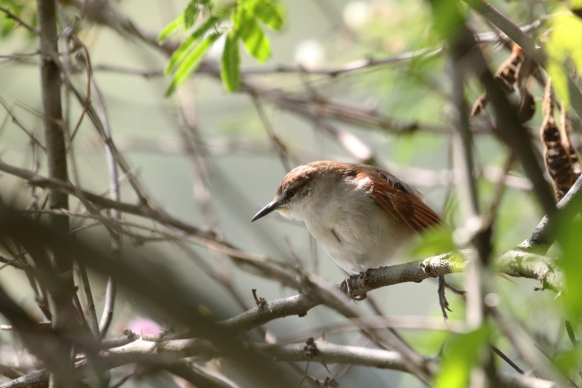 Yellow-chinned Spinetail - Daniel Branch