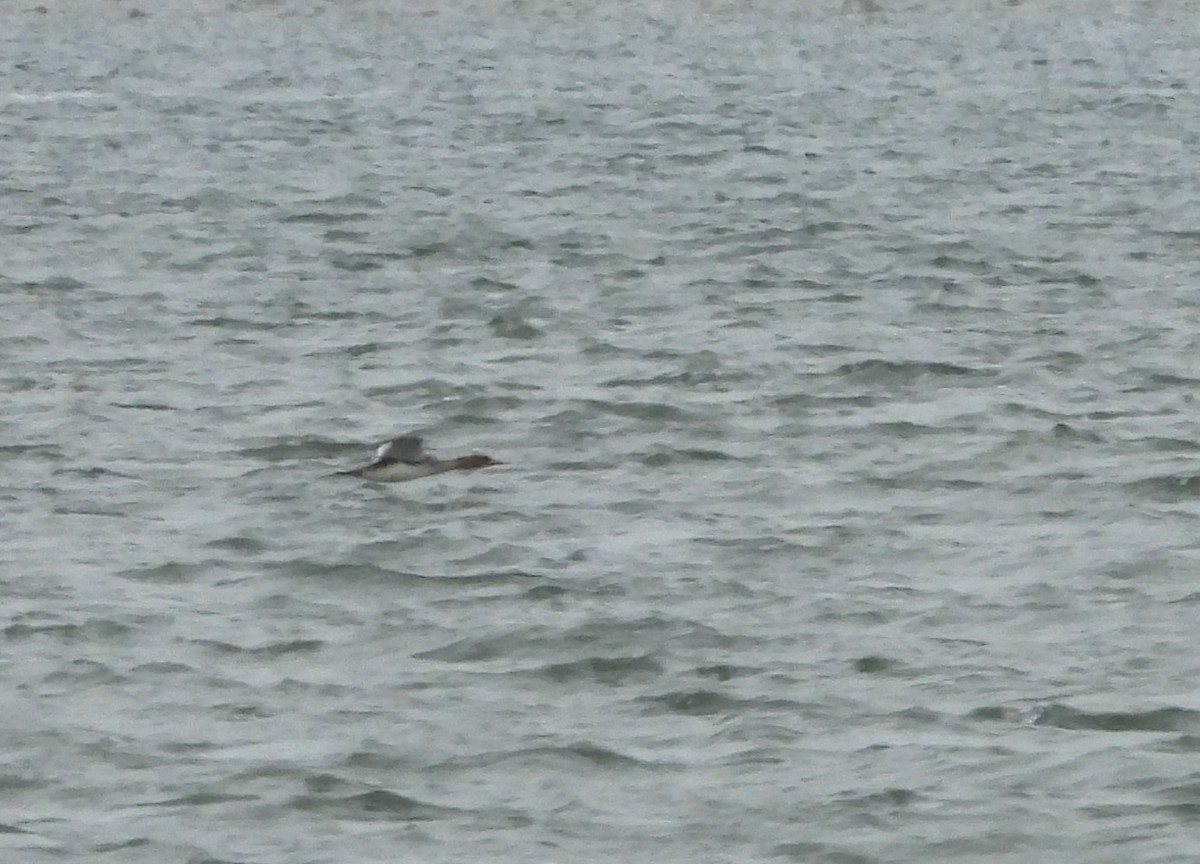 Red-throated Loon - ML311165421