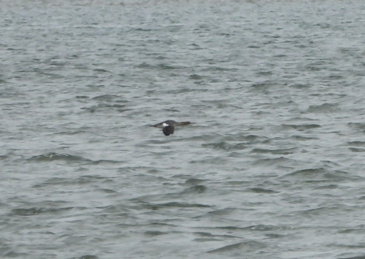 Red-throated Loon - ML311165501