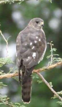 Levant Sparrowhawk - eBird Kenya Admin (records)
