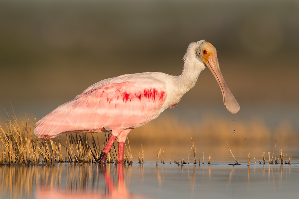 Roseate Spoonbill - Mariano Fernández Kloster