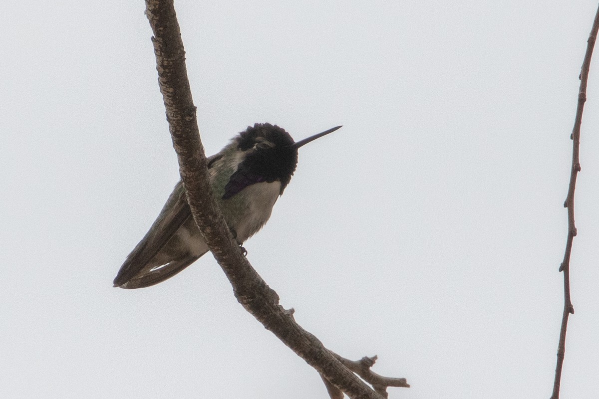 Costa's Hummingbird - ML311187131